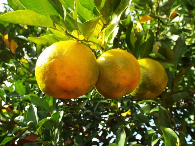 柑橘の香りが癒しのベルガモットはアロマ 香水 紅茶で大人気